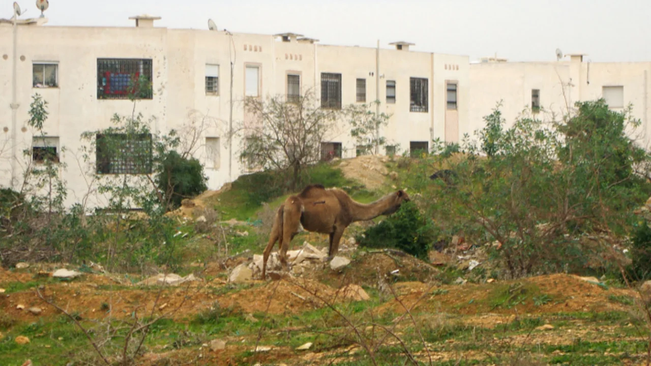Photographie issue du Rapport sur El Agba réalisé lors de l'atelier intensif de juin 2024